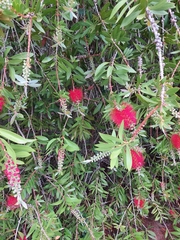 Melaleuca citrina