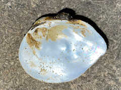 Obliquaria reflexa