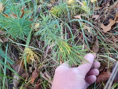 Euphorbia cyparissias