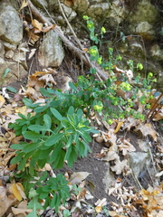 Euphorbia stricta