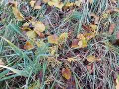 Euphorbia cyparissias