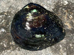 Obliquaria reflexa