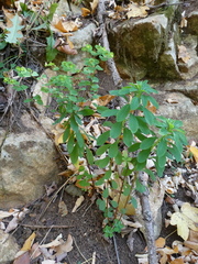 Euphorbia stricta