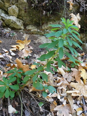 Euphorbia stricta