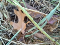 Euphorbia cyparissias