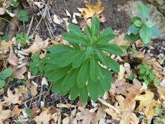 Euphorbia stricta