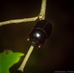 Onthophagus neostenocerus