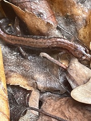 Desmognathus aeneus
