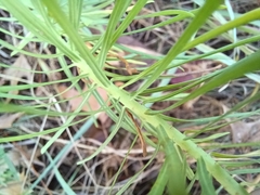 Euphorbia cyparissias