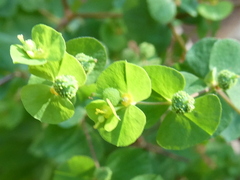Euphorbia stricta