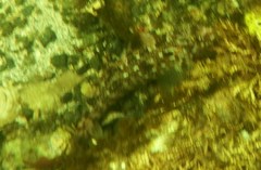 Hexagrammos