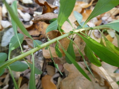 Euphorbia stricta