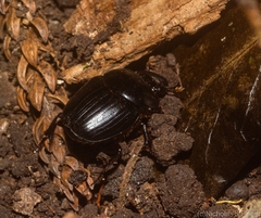 Onthophagus neostenocerus
