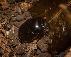 Onthophagus neostenocerus