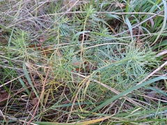 Euphorbia cyparissias