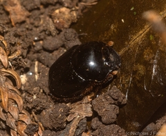 Onthophagus neostenocerus