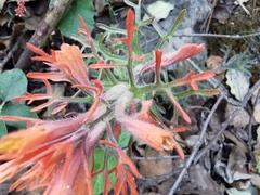 Castilleja salaisolaveae