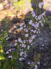 Origanum vulgare