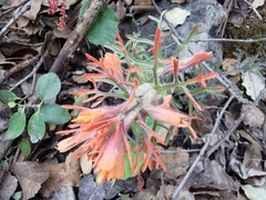 Castilleja salaisolaveae
