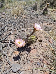 Echinopsis leucantha