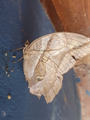 Eryphanis