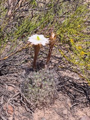 Echinopsis leucantha