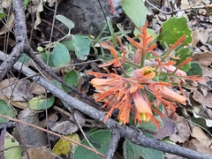 Castilleja salaisolaveae