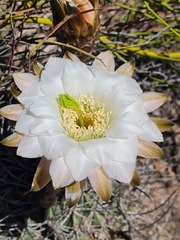 Echinopsis leucantha