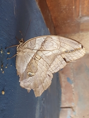 Eryphanis