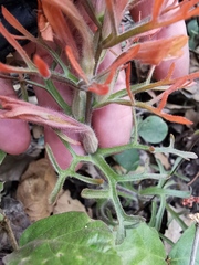 Castilleja salaisolaveae