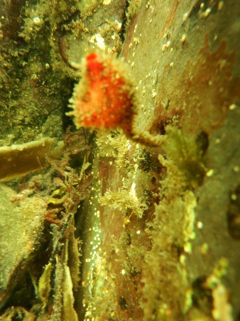 Bristly Tunicate