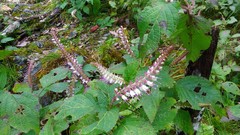 Collinsonia macrobracteata