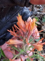 Castilleja salaisolaveae