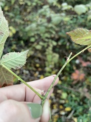 Rubus pascuus