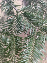Abies balsamea