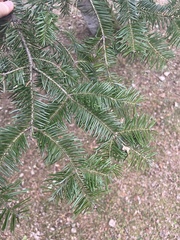 Abies balsamea