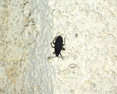 Melacoryphus rubicollis