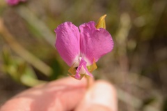 Podalyria biflora