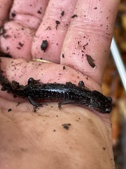 Plethodon glutinosus