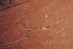 Chironius gouveai