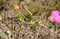 Podalyria biflora