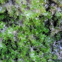 Eucladium verticillatum