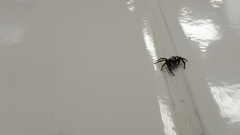 Pseudeuophrys lanigera