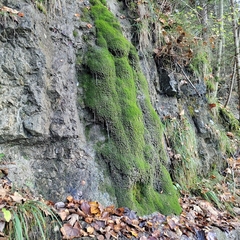 Eucladium verticillatum