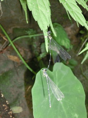 Coeliccia flavicauda