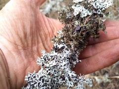 Tuckermanopsis orbata