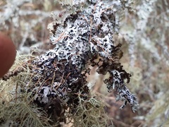Tuckermanopsis orbata