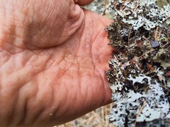 Tuckermanopsis orbata