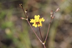 Goodenia trinervis