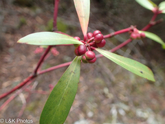 Tasmannia lanceolata